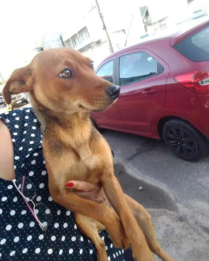 Cachorro raça Não definida idade 7 a 11 meses nome Não tem