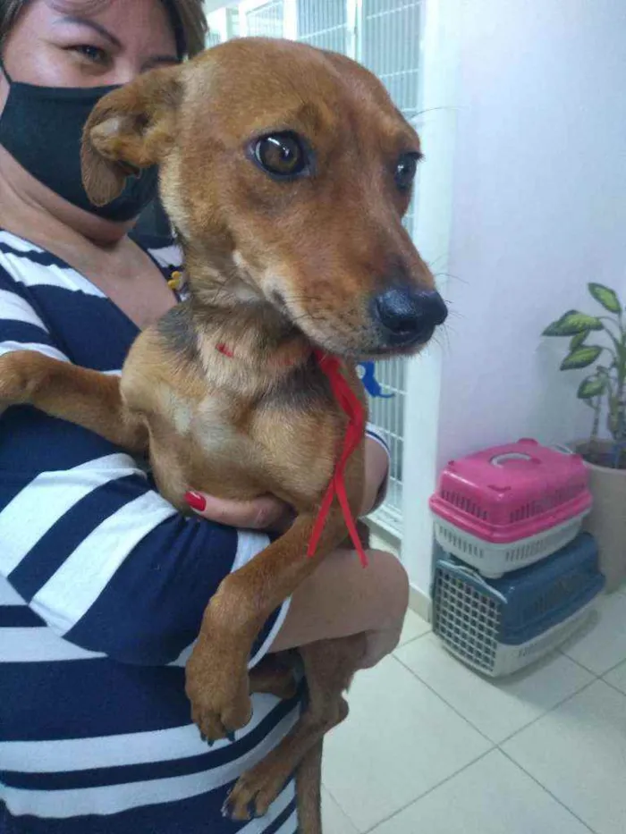 Cachorro raça Não definida idade 7 a 11 meses nome Não tem