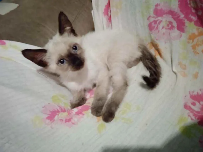 Gato ra a Tuxedo, Himalaia, siamês idade 2 a 6 meses nome Frajola,Branca,Gordo
