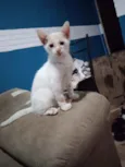 Frajola,Branca,Gordo