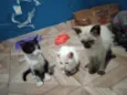 Frajola,Branca,Gordo