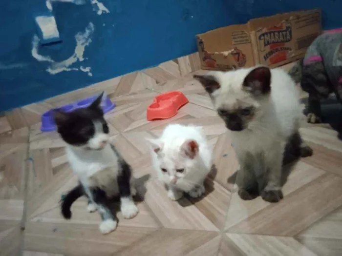 Gato ra a Tuxedo, Himalaia, siamês idade 2 a 6 meses nome Frajola,Branca,Gordo