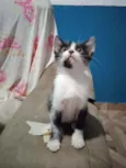 Frajola,Branca,Gordo