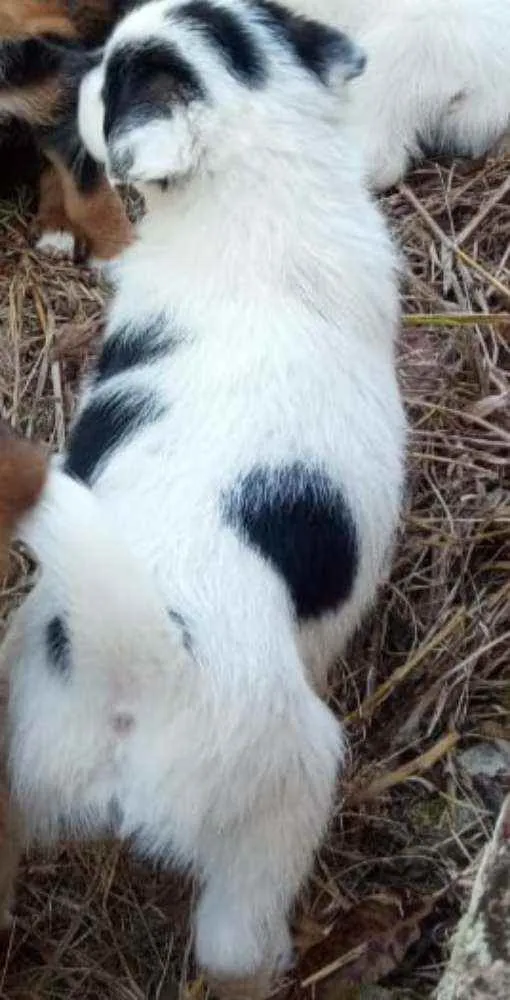 Cachorro raça SRD  idade 2 a 6 meses nome Filhotinhos