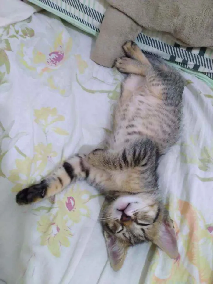 Gato raça SRD  idade 2 a 6 meses nome Luna 