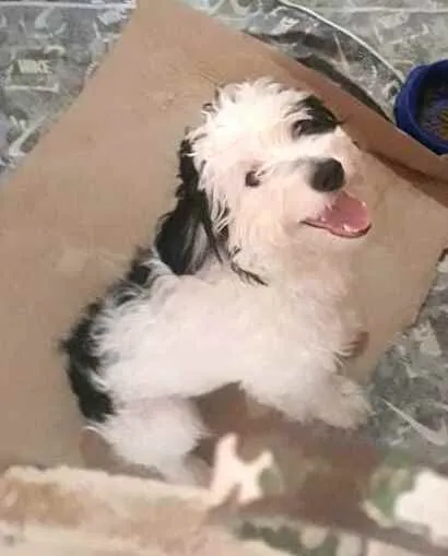 Cachorro raça  idade 1 ano nome Bento 