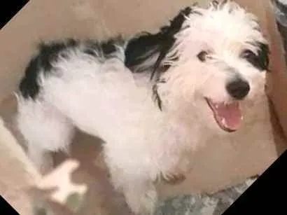 Cachorro raça  idade 1 ano nome Bento 