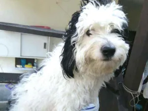 Cachorro raça  idade 1 ano nome Bento 