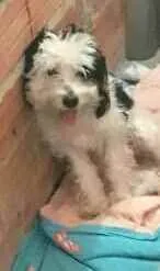 Cachorro raça  idade 1 ano nome Bento 