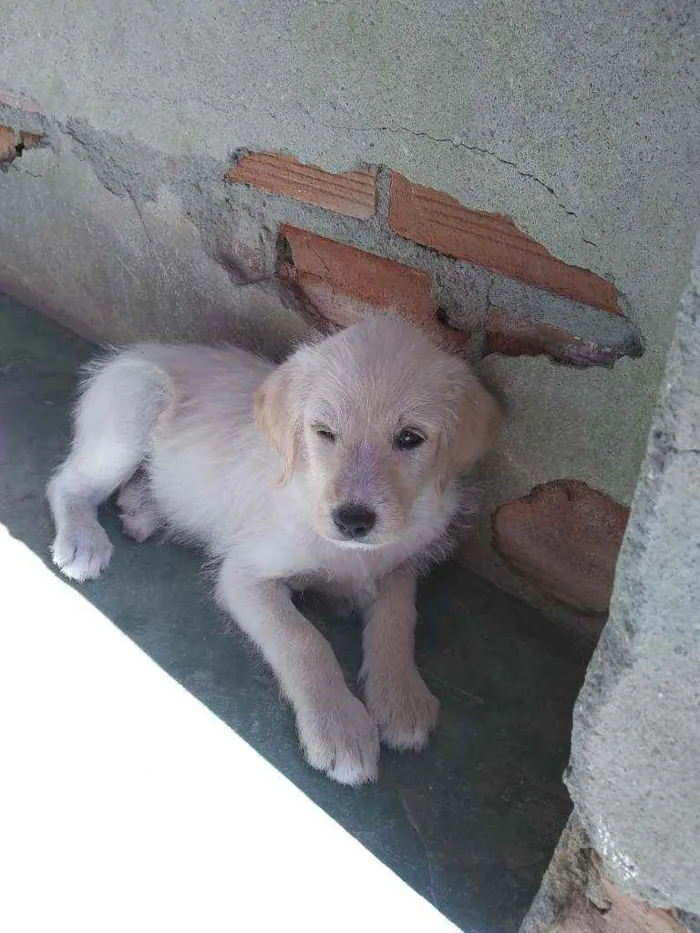 Cachorro ra a Mestiço ( viralata c. Pooldo idade 2 a 6 meses nome Sem nome