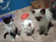 Frajola,Branca,Gordo
