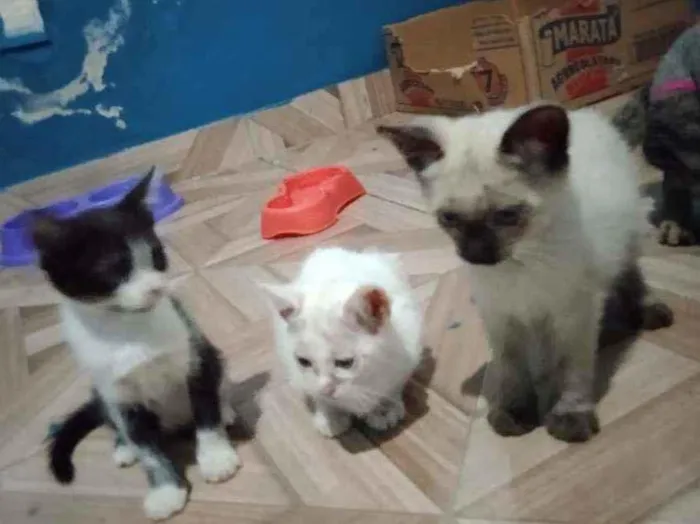 Gato ra a Tuxedo, Himalaia, siamês idade 2 a 6 meses nome Frajola,Branca,Gordo