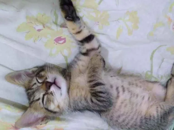 Gato raça SRD  idade 2 a 6 meses nome Luna 