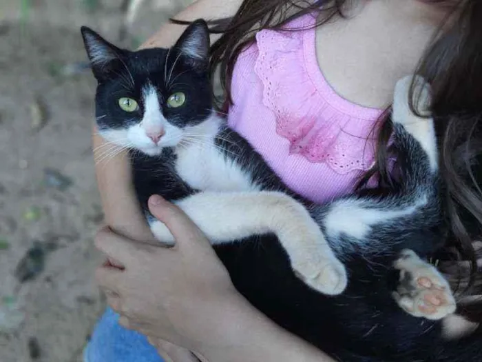 Gato raça SRD  idade 7 a 11 meses nome Tom 