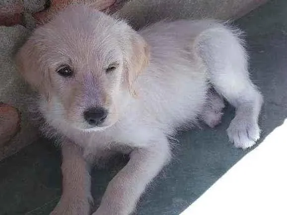 Cachorro ra a Mestiço ( viralata c. Pooldo idade 2 a 6 meses nome Sem nome