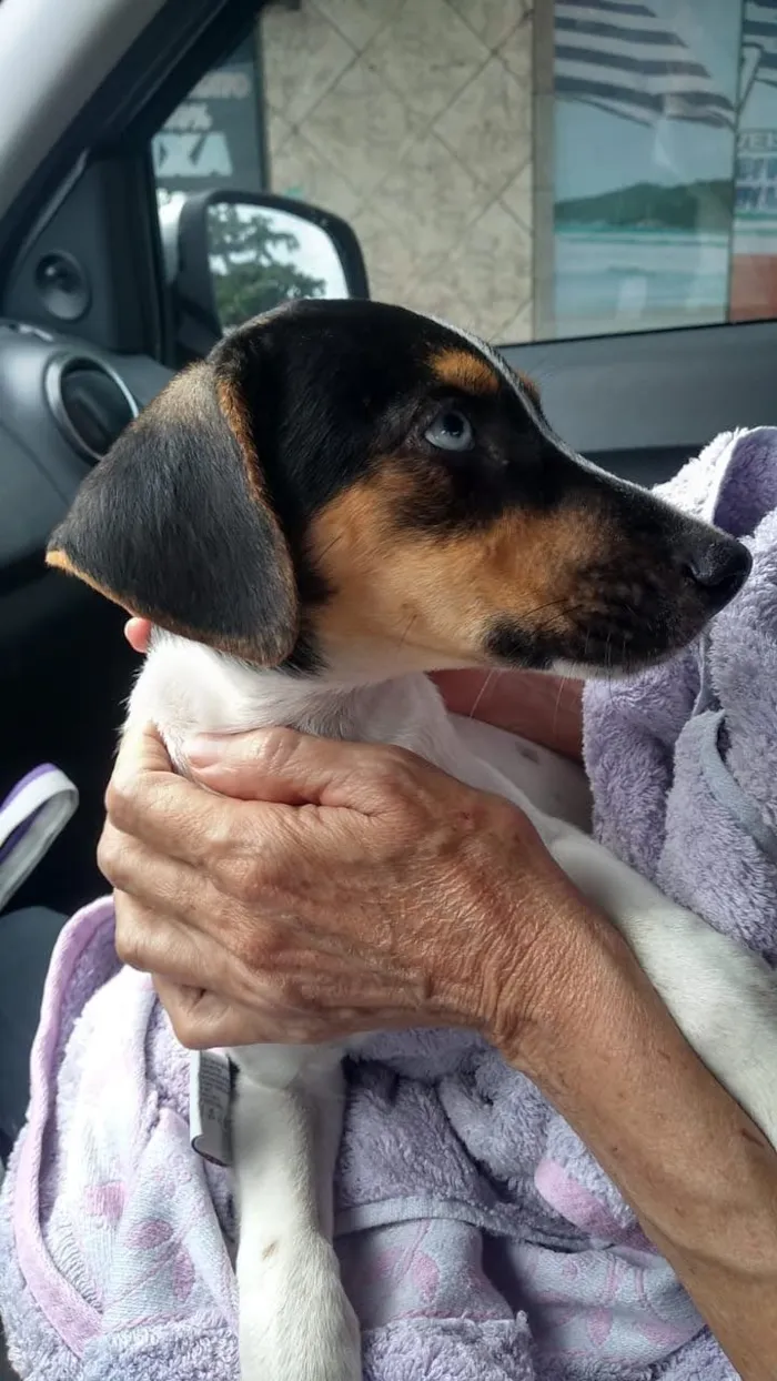 Cachorro ra a SRD idade 2 a 6 meses nome Dolce