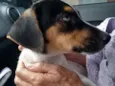 Dolce