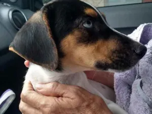 Cachorro raça SRD idade 2 a 6 meses nome Dolce