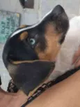 Dolce