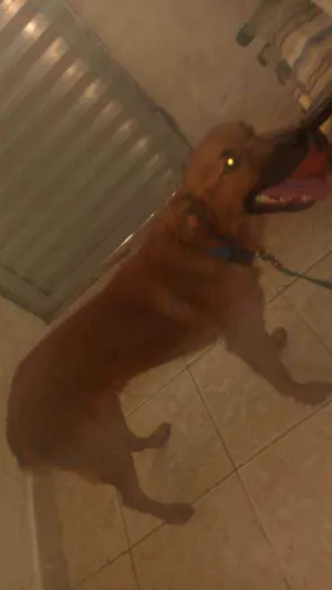 Cachorro raça Viralata idade 7 a 11 meses nome Tob
