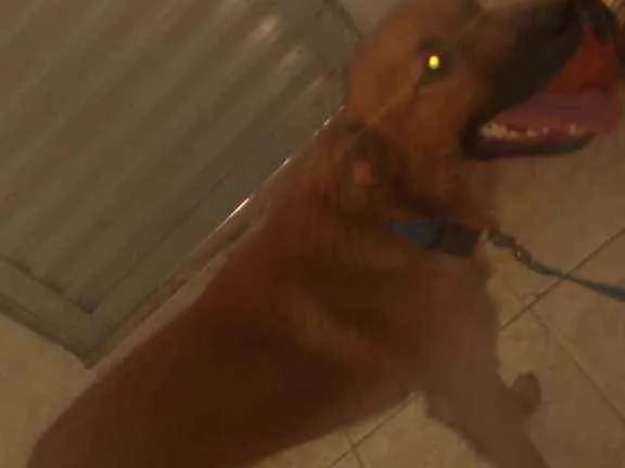 Cachorro ra a Viralata idade 7 a 11 meses nome Tob