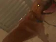 Tob