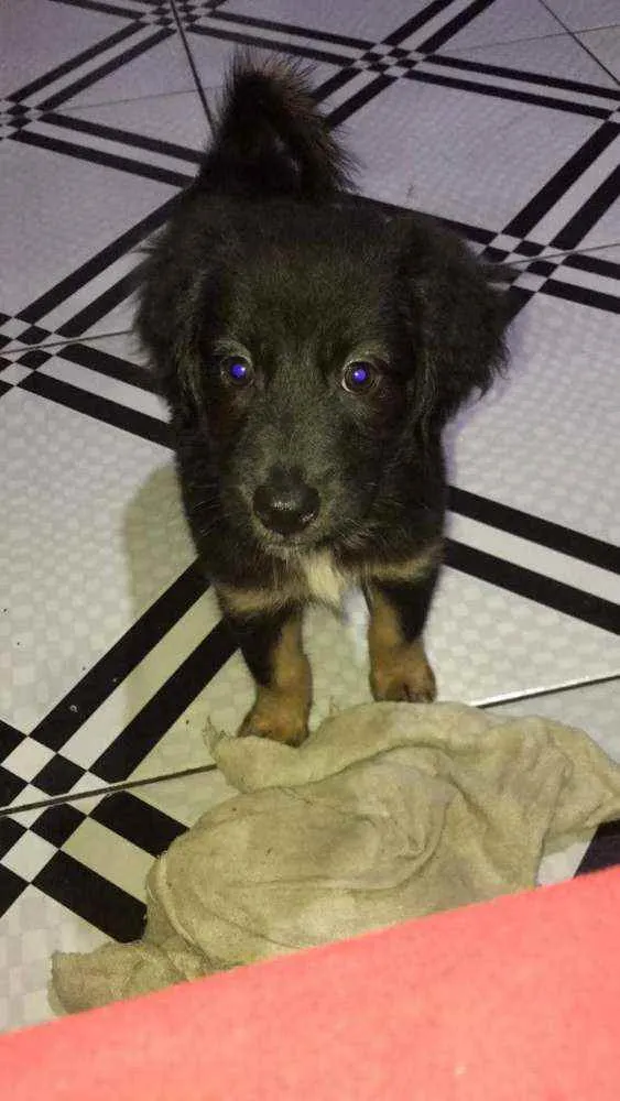 Cachorro ra a Vira lata idade 2 a 6 meses nome Bela