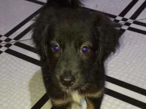 Cachorro raça Vira lata idade 2 a 6 meses nome Bela