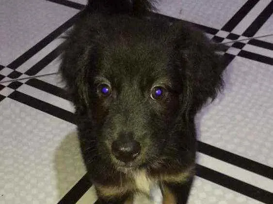 Cachorro ra a Vira lata idade 2 a 6 meses nome Bela