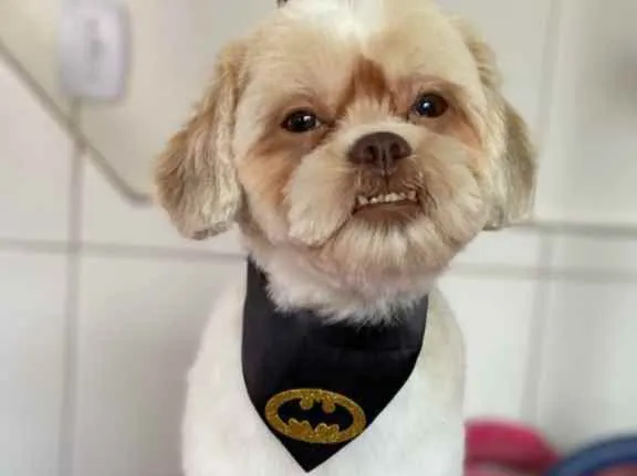 Cachorro raça Shitszu  idade 2 anos nome Eros 