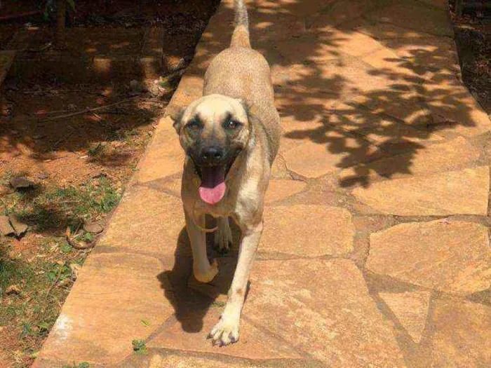 Cachorro ra a SRD idade 1 ano nome TAUROS