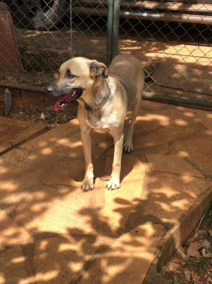Cachorro ra a SRD idade 1 ano nome TAUROS