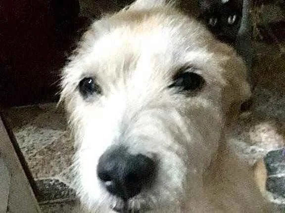 Cachorro raça Srd idade 2 anos nome Princesa linda 