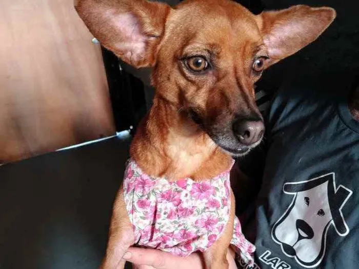 Cachorro raça Srd idade 2 anos nome Carol linda e fofa 