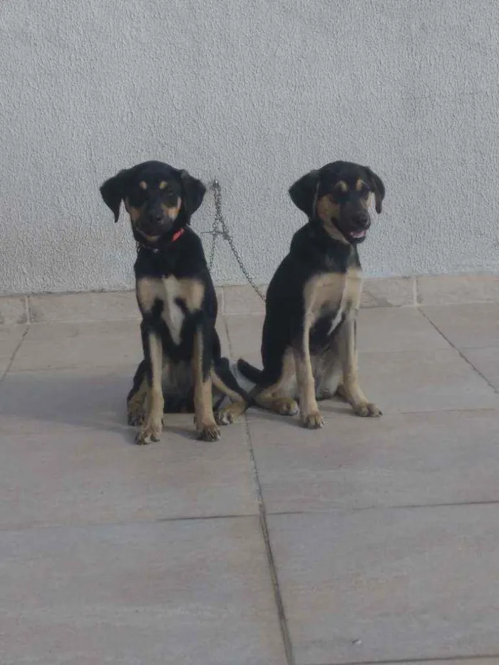 Cachorro raça Srd idade 2 a 6 meses nome Lua e Laika