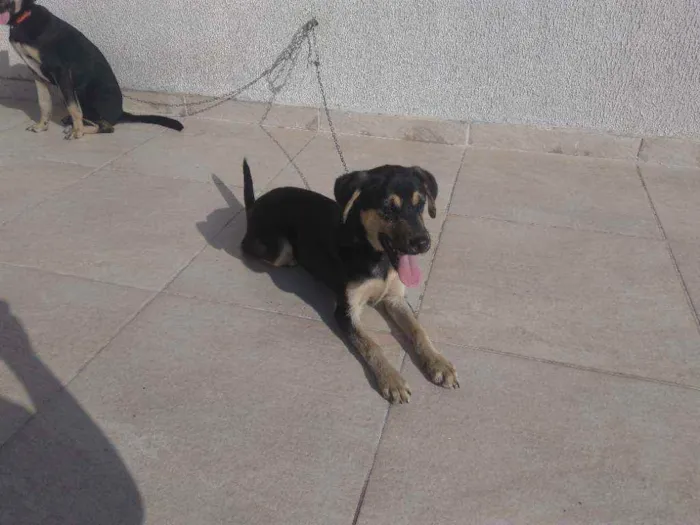 Cachorro raça Srd idade 2 a 6 meses nome Lua e Laika