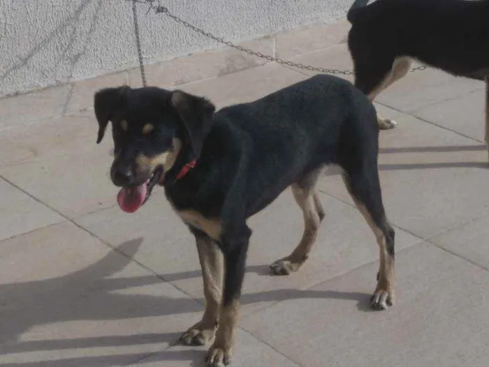 Cachorro raça Srd idade 2 a 6 meses nome Lua e Laika