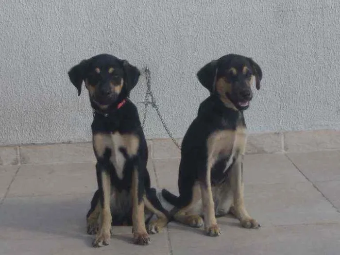 Lua e Laika