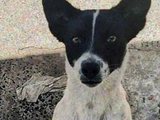 Cachorro ra a Raça indefinida  idade 3 anos nome Frederico