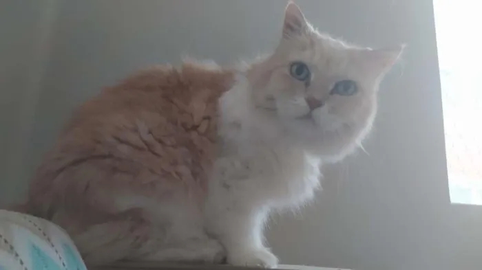 Gato ra a Persa idade 6 ou mais anos nome Olívia