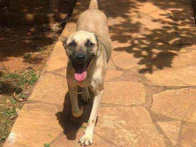 Cachorro ra a SRD idade 1 ano nome TAUROS