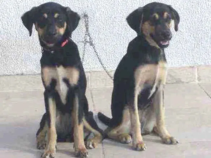 Cachorro raça Srd idade 2 a 6 meses nome Lua e Laika