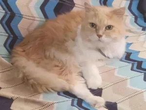 Gato raça Persa idade 6 ou mais anos nome Olívia