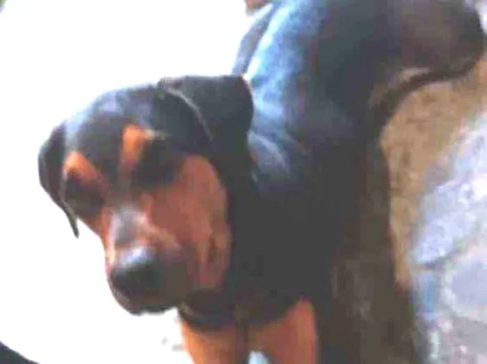 Cachorro ra a Rottweiler idade 2 anos nome Thor