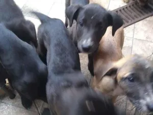 Cachorro raça Mista Vira Latas idade 2 a 6 meses nome Diversos 