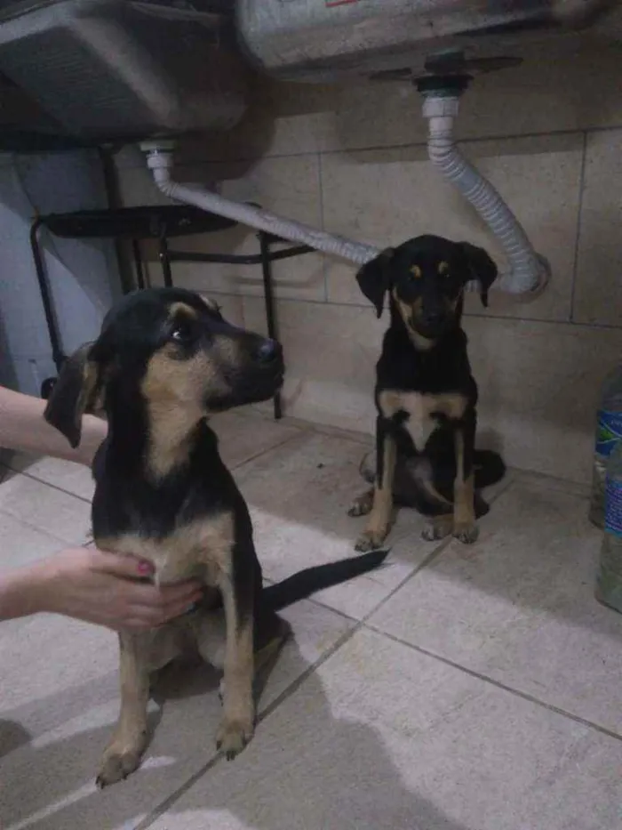 Cachorro raça Srd idade 2 a 6 meses nome Lua e Laika