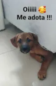 Cachorro raça SRD  idade 2 a 6 meses nome Filhote
