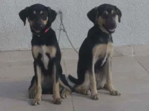 Cachorro raça Srd idade 2 a 6 meses nome Lua e Laika