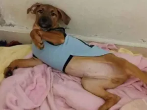 Cachorro raça SRD  idade 2 a 6 meses nome Filhote