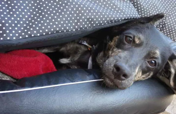 Cachorro ra a Sem raça definida  idade 2 a 6 meses nome Oreo